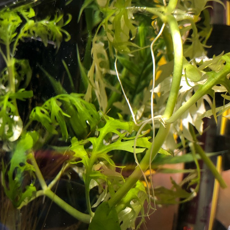 plant image 1150471