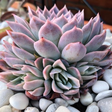 Echeveria Violet Queen