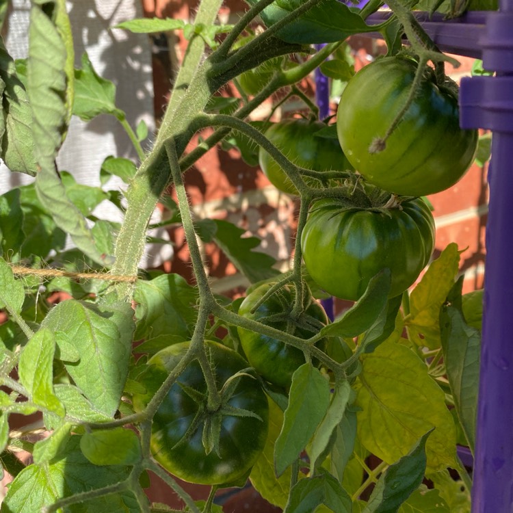 Plant image Solanum lycopersicum 'Black Russian'
