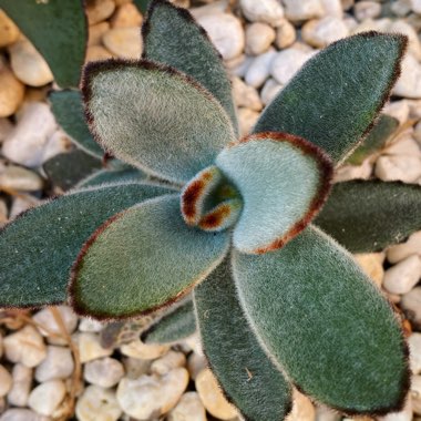 Kalanchoe tomentosa