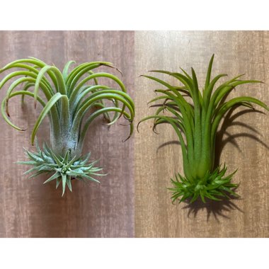 Tillandsia 'Pink Beauty'