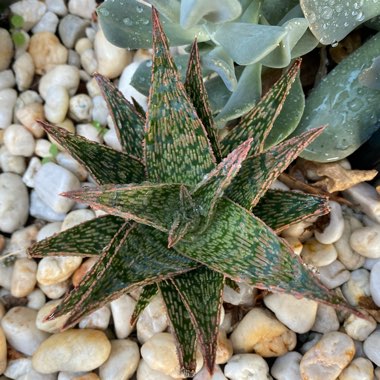 Aloe hybrid 'Pink Blush'