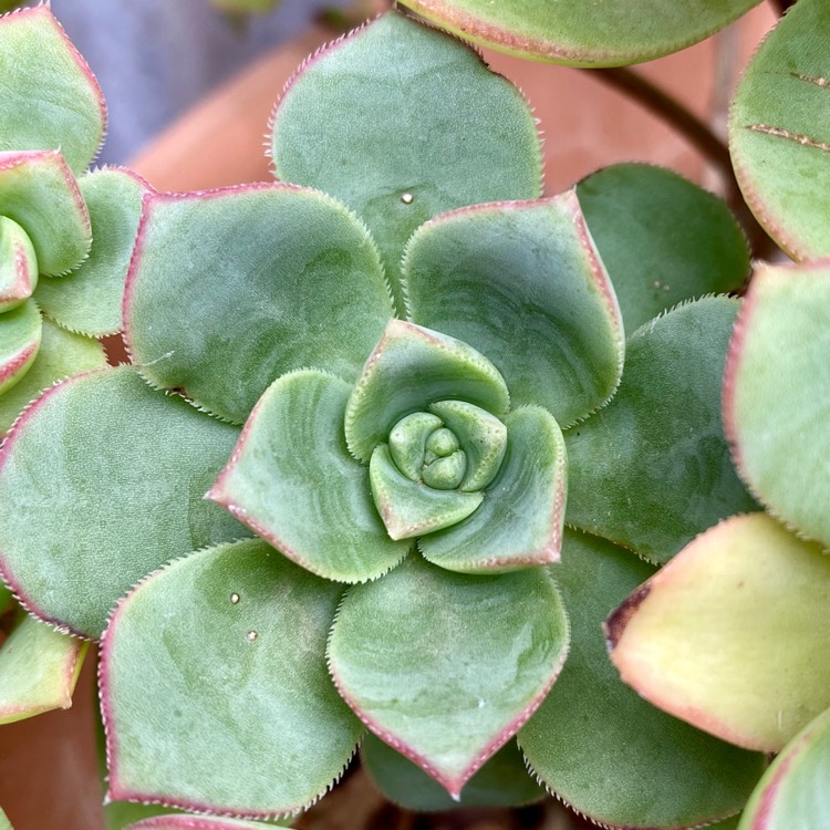 plant image 1232498