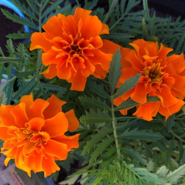 Tagetes patula 'Orange Boy'