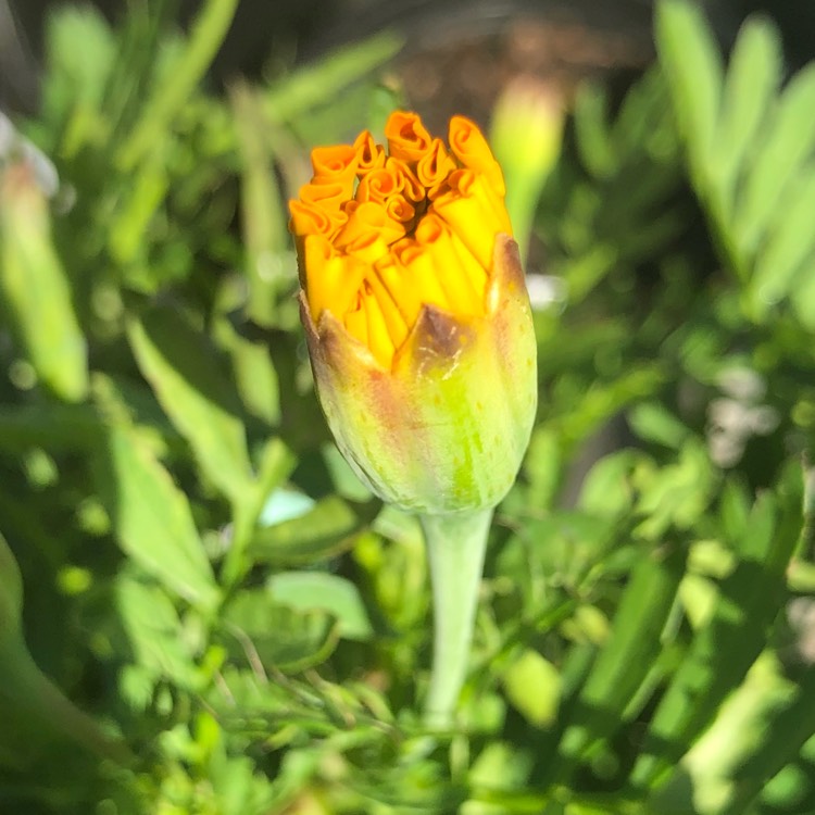 plant image 611334 plant image 611334