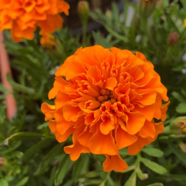 Tagetes patula 'Orange Boy'