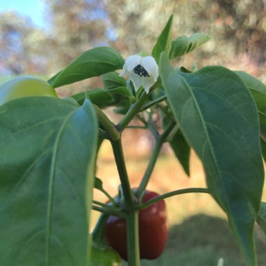 Capsicum annuum