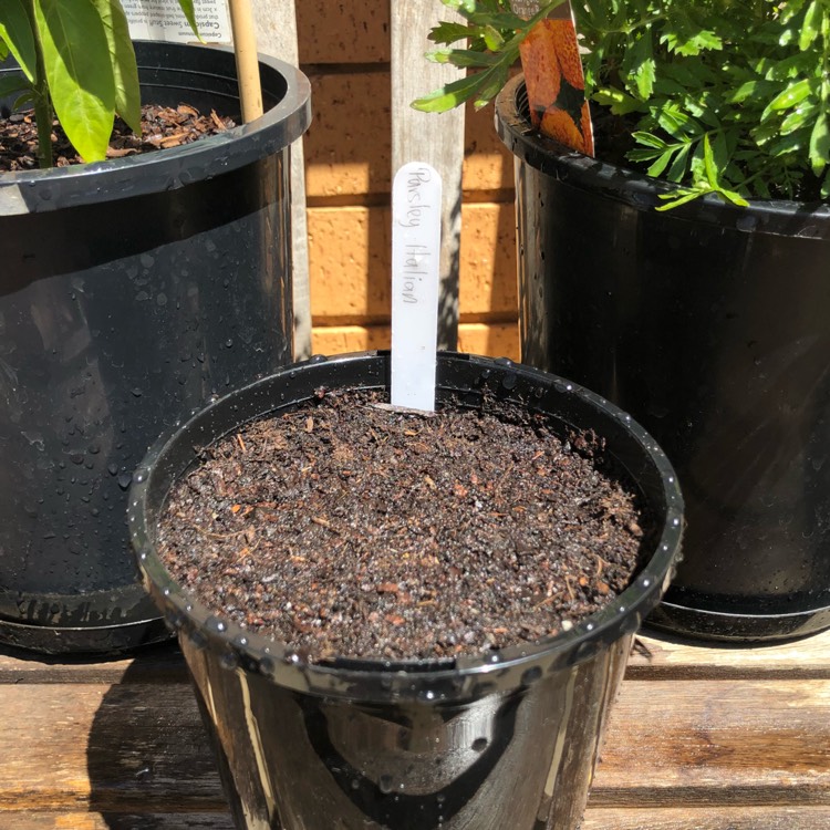plant image 614690