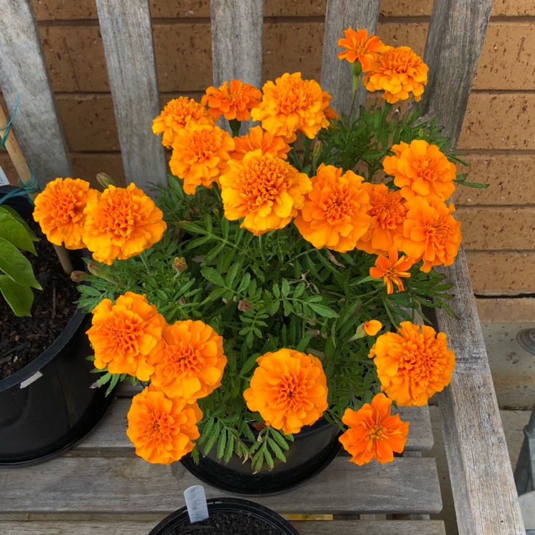 plant image 618493 plant image 618493