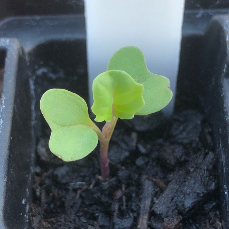 plant image 621684 plant image 621684