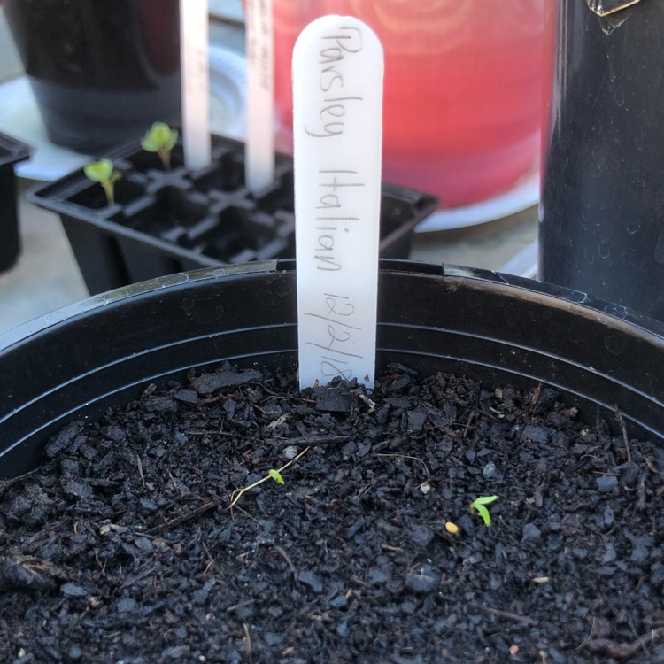 plant image 622407