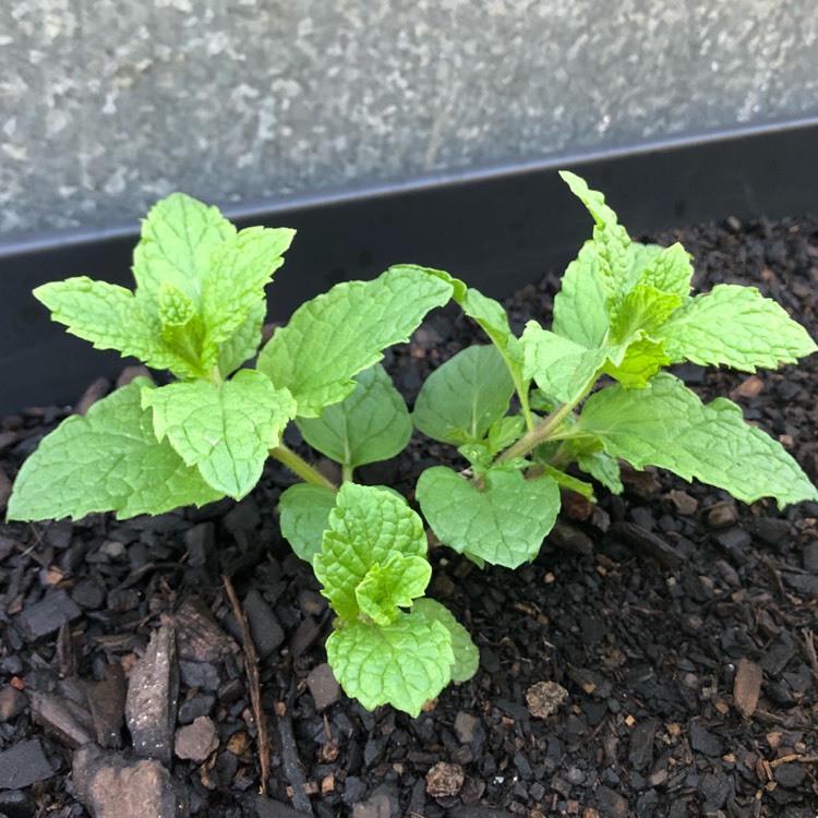 plant image 623832 plant image 623832