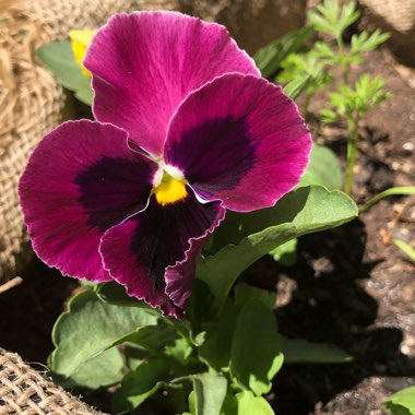 Viola x wittrockiana