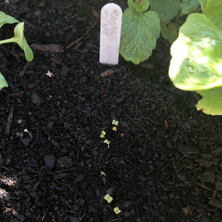 plant image 631256 plant image 631256