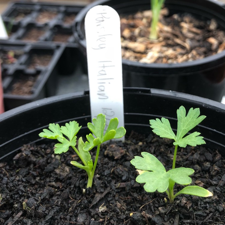 plant image 634484