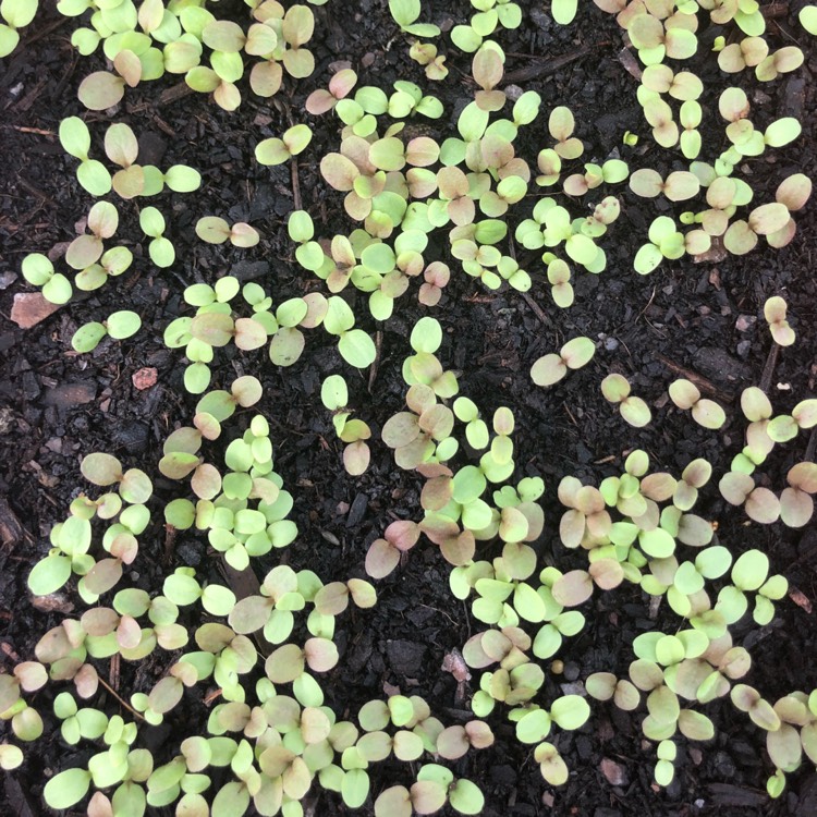 plant image 636120 plant image 636120