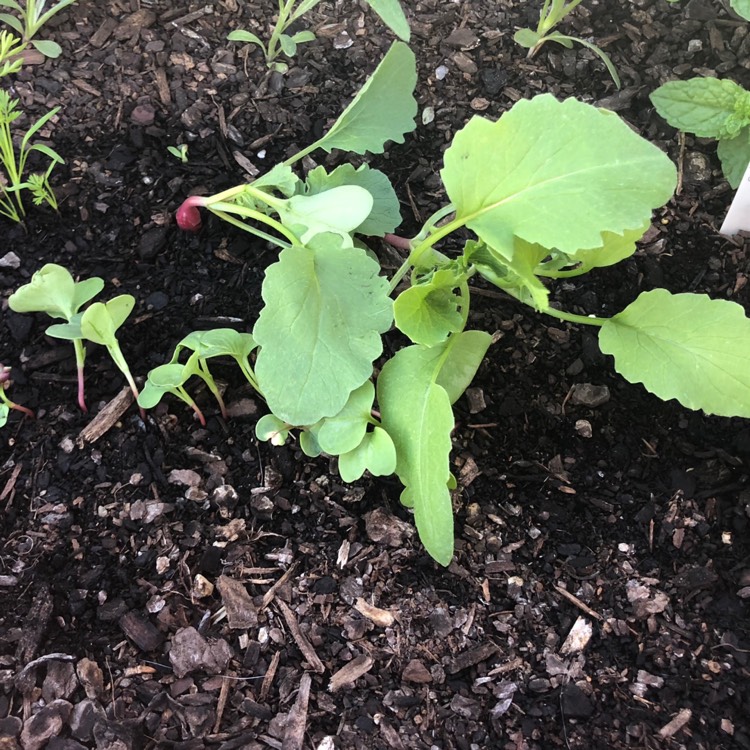plant image 637429 plant image 637429