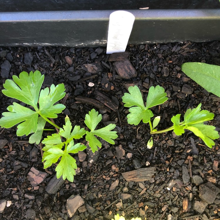 plant image 643429