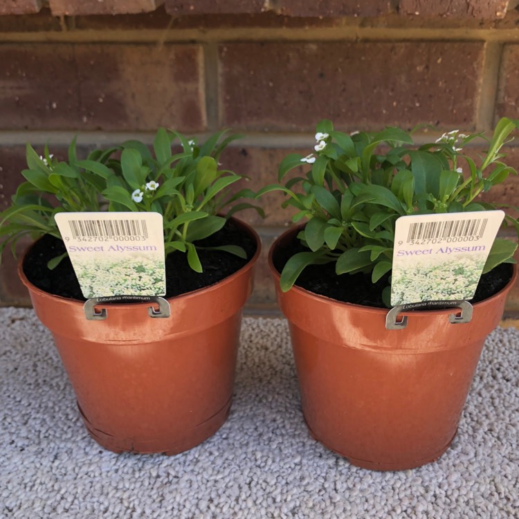plant image 644743 plant image 644743