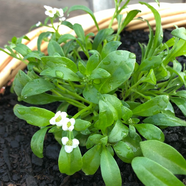 plant image 644878 plant image 644878