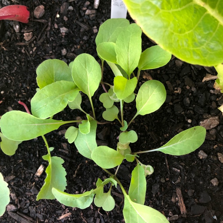 Plant image Eruca sativa