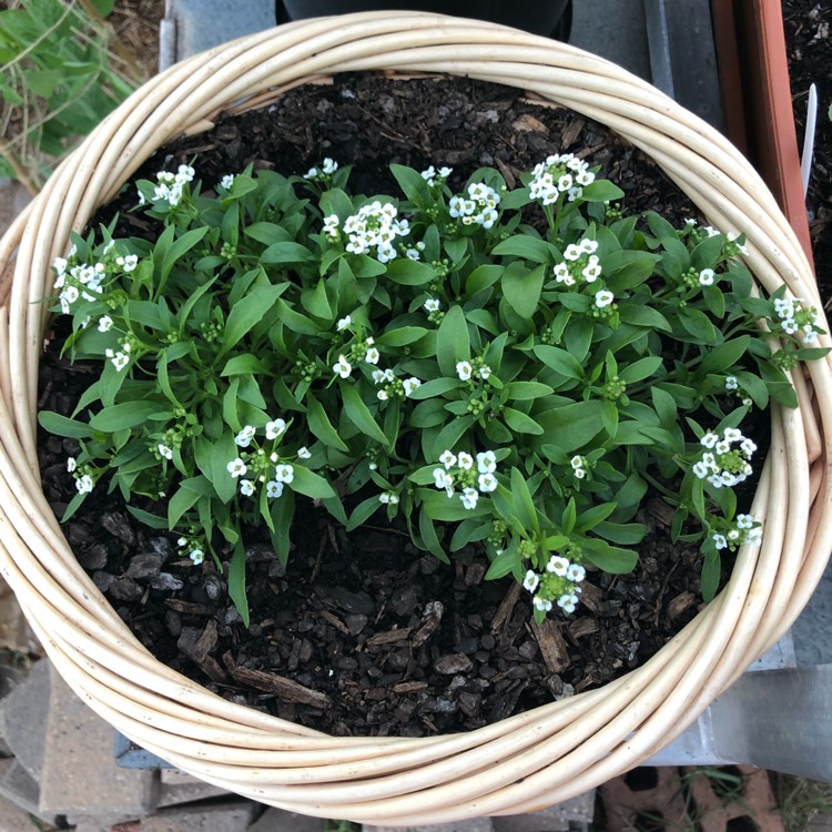 plant image 652722 plant image 652722