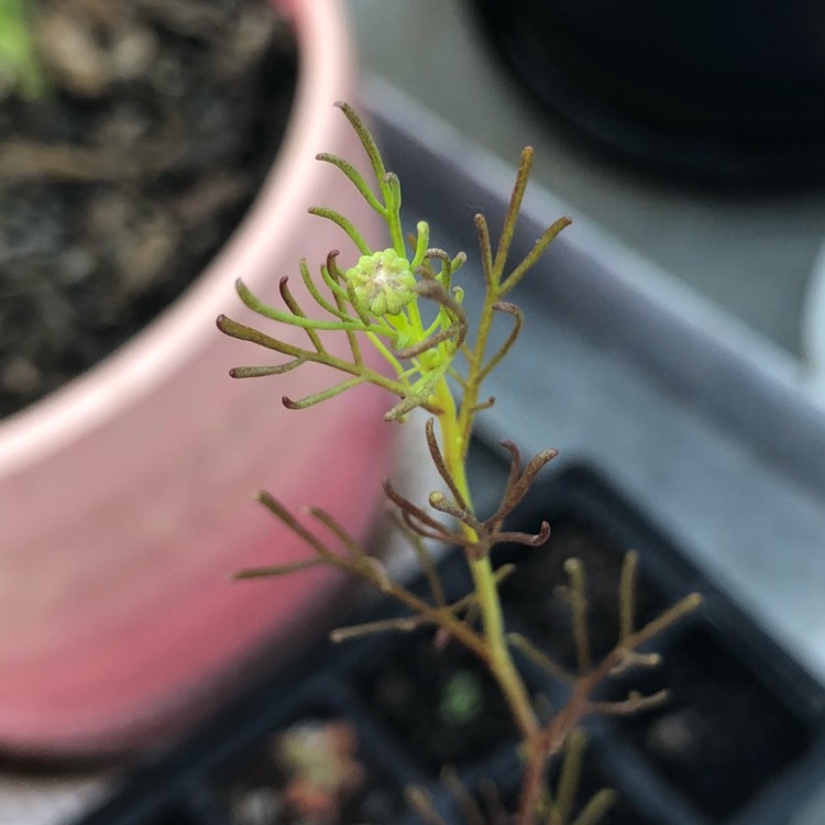 plant image 652724 plant image 652724