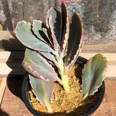Kalanchoe Fedtschenkoi