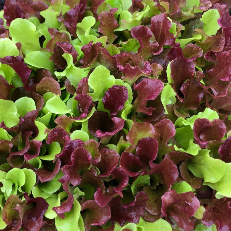 plant image 661210 plant image 661210