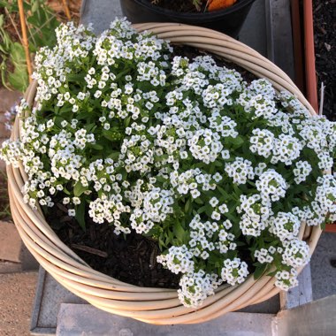 Lobularia maritima  syn. Alyssum maritimum