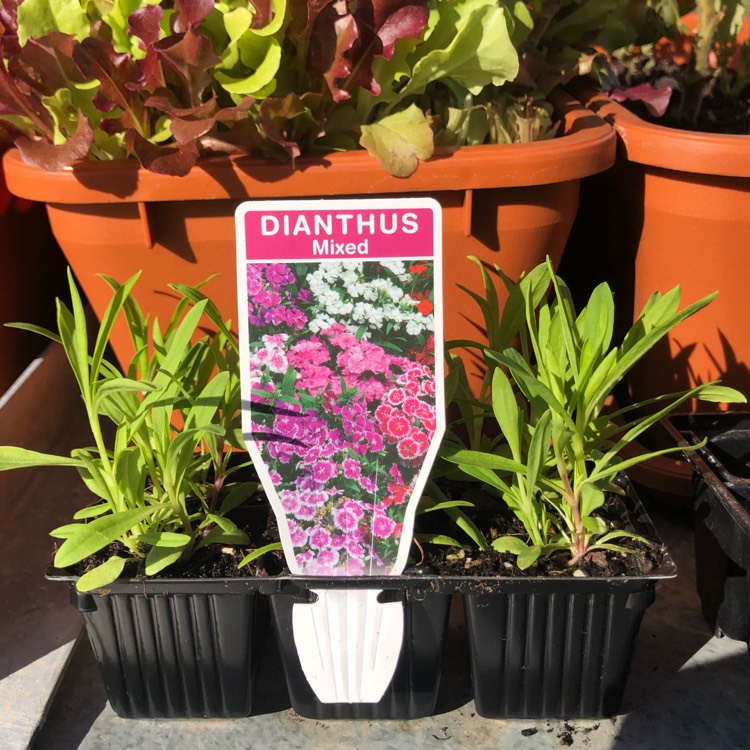 plant image 663380