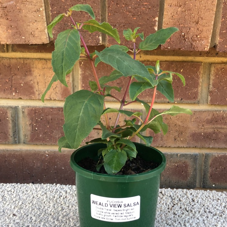 plant image 667446 plant image 667446