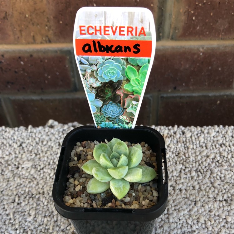 plant image 667449