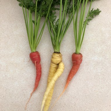 Daucus carota subsp. sativus 'Harlequin' F1