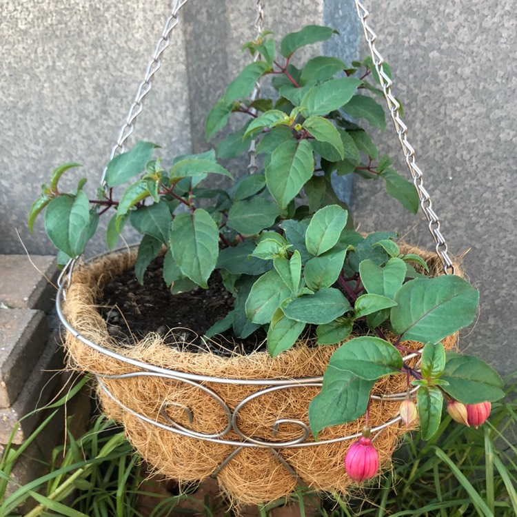 plant image 726878 plant image 726878