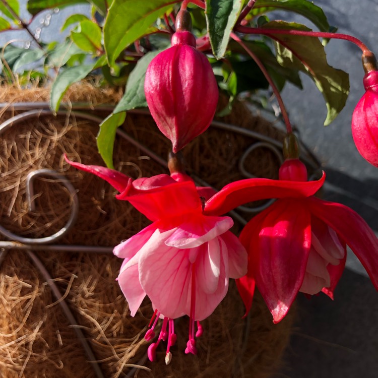 plant image 746113 plant image 746113