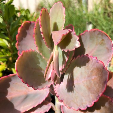 Kalanchoe Fedtschenkoi