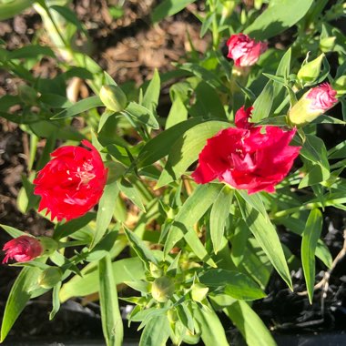 Dianthus plumarius