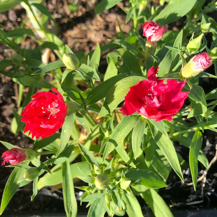 plant image 798061