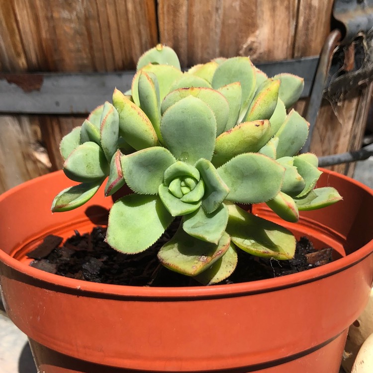 plant image 891333
