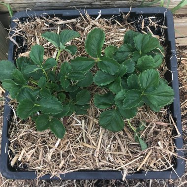 Fragaria x ananassa
