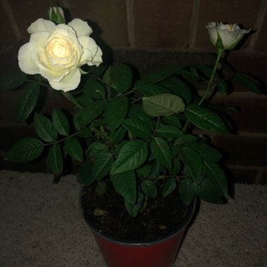 Rosa (Miniature)