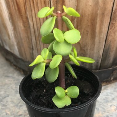 Portulacaria Afra