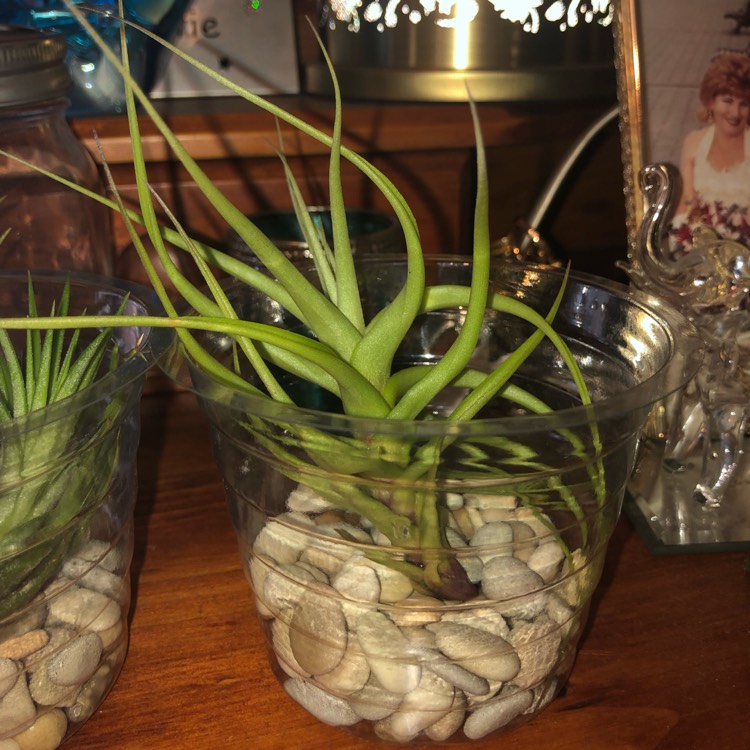 plant image 967456