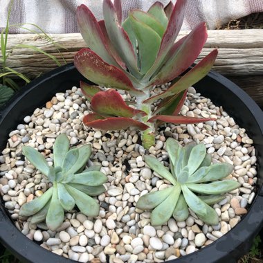 xGraptoveria Opalina