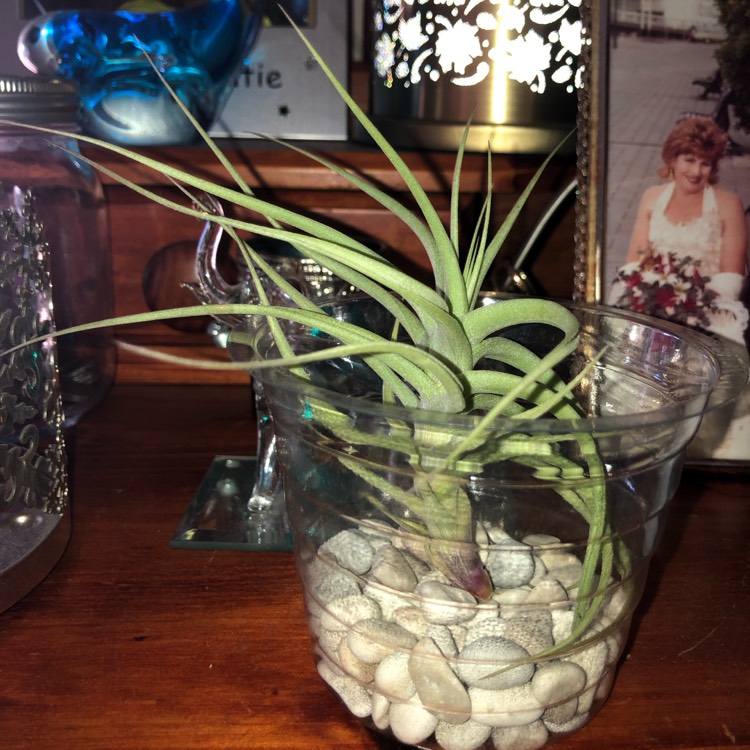plant image 975233