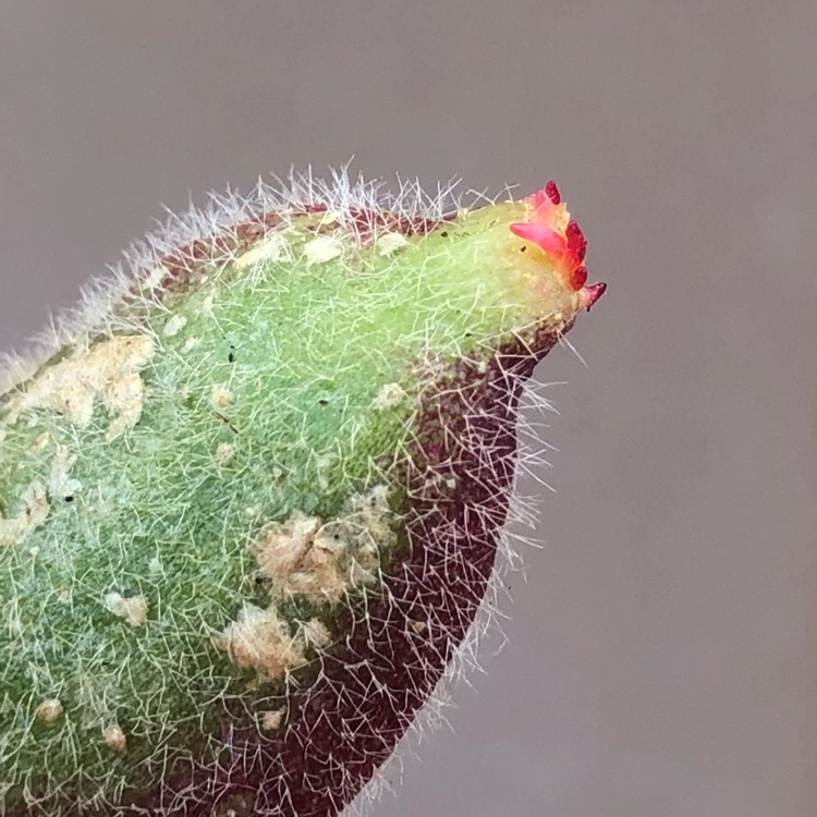 Plant image Kalanchoe tomentosa