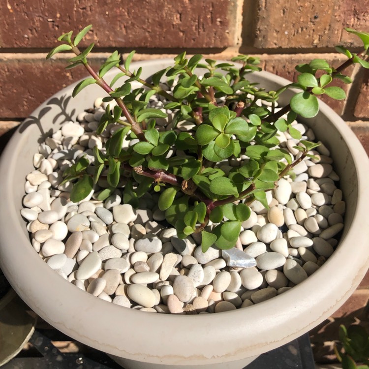 plant image 980454