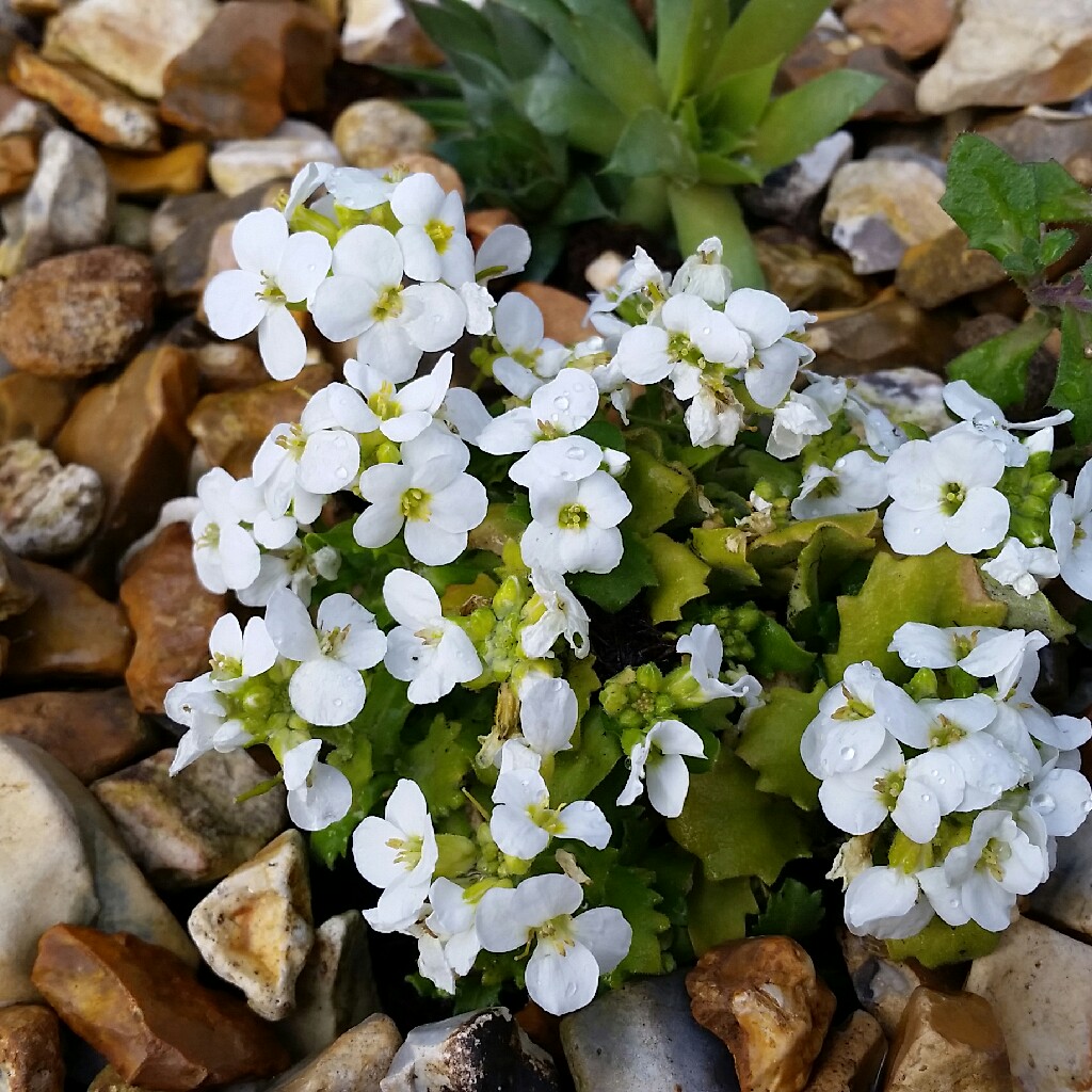 Plant image Arabis caucasica