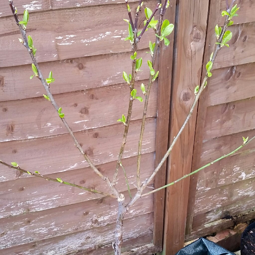 Plum Tree 'Opal'